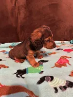 Bear, a male Dachshund for sale in Hiram, GA – Photo 6 of 7