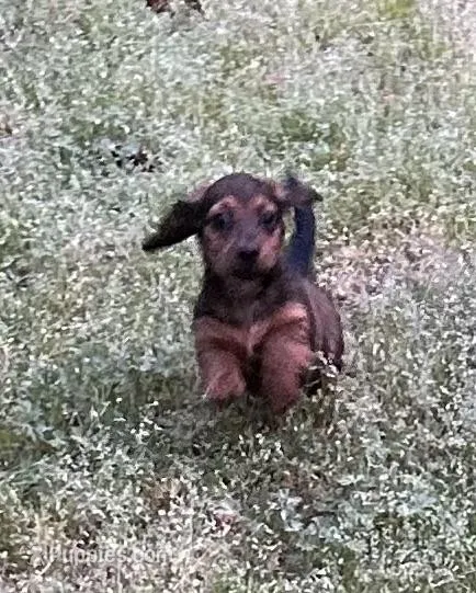 Bear – Dachshund puppy for sale in Hiram, GA