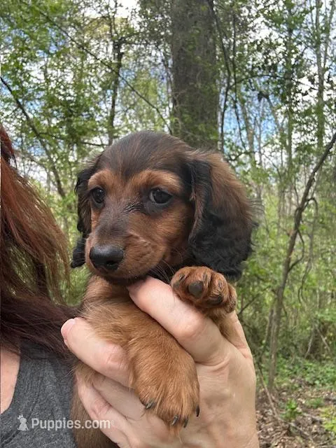 Bear – Dachshund puppy for sale in Hiram, GA