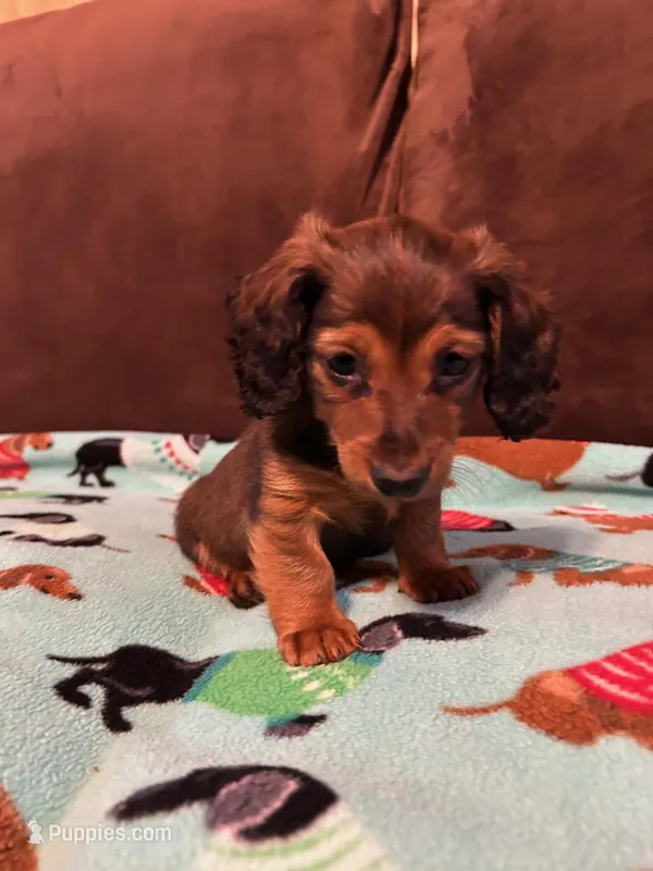 Bear – Dachshund puppy for sale in Hiram, GA