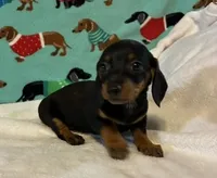 Heidi, a female Dachshund for sale in Hiram, GA – 1 of 8