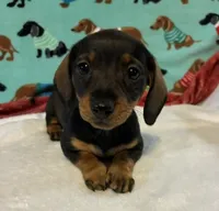 Willow, a female Dachshund for sale in Hiram, GA – 10 of 10