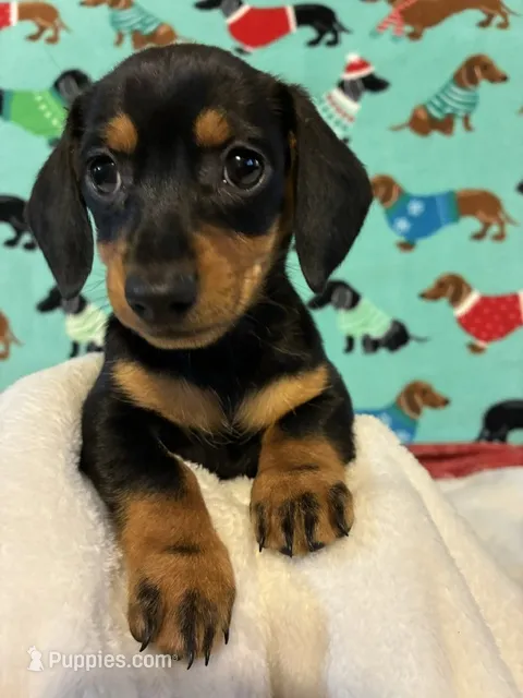 Candy – Miniature Dachshund puppy for sale in Hiram, GA