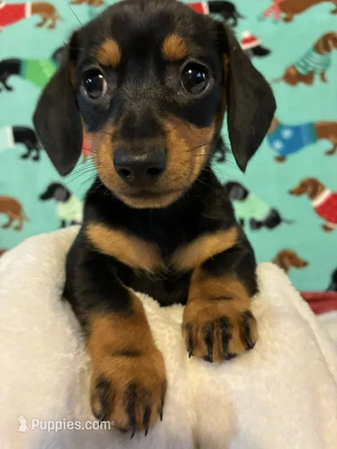 Candy – Dachshund puppy for sale in Hiram, GA
