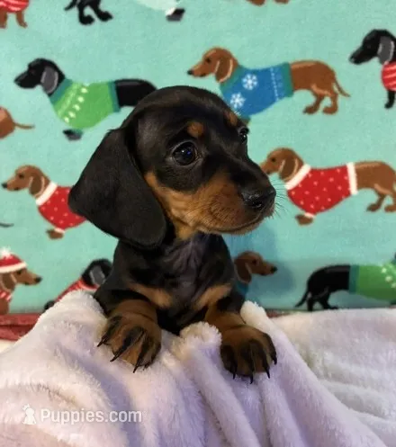 Timber – Dachshund puppy for sale in Hiram, GA