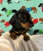 Timber, a male Dachshund for sale in Hiram, GA – 2 of 10