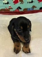 Tristan, a male Miniature Dachshund for sale in Hiram, GA – 2 of 6