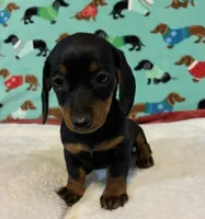 Teenie, a female Dachshund for sale in Hiram, GA – 7 of 8