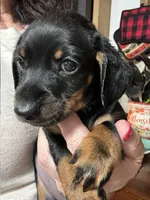 Neiko, a male Miniature Dachshund for sale in Hiram, GA – 8 of 8