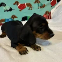 Timber, a male Dachshund for sale in Hiram, GA – 7 of 10