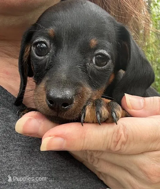 Winnie – Dachshund puppy for sale in Hiram, GA