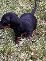 Winnie, a female Dachshund for sale in Hiram, GA – Photo 5 of 9