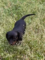 Winnie, a female Dachshund for sale in Hiram, GA – Photo 7 of 9