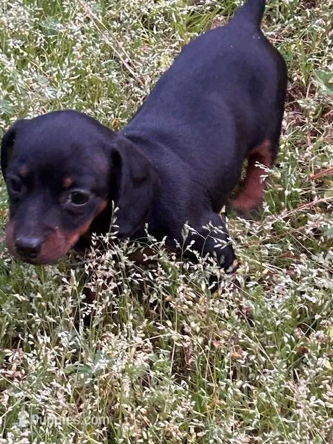 Winnie – Dachshund puppy for sale in Hiram, GA