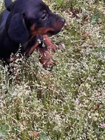 Winnie, a female Dachshund for sale in Hiram, GA – Photo 6 of 9