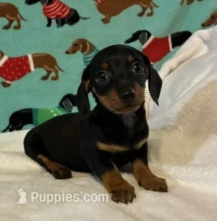 Heidi – Miniature Dachshund puppy for sale in Hiram, GA