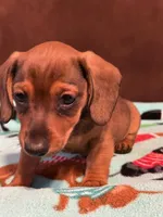 Smokey , a male Miniature Dachshund for sale in Hiram, GA – Photo 9 of 9