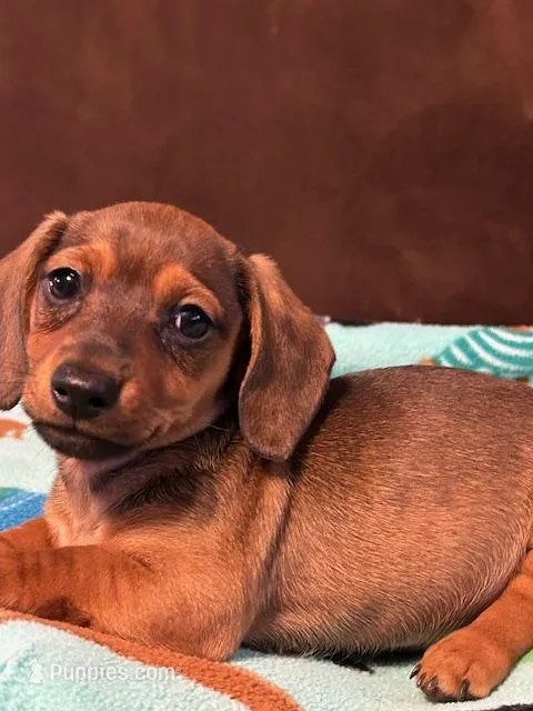 Smokey  – Miniature Dachshund puppy for sale in Hiram, GA