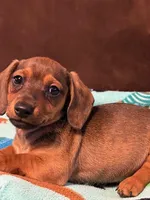 Smokey , a male Miniature Dachshund for sale in Hiram, GA – Photo 1 of 9