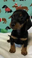 Heidi, a female Dachshund for sale in Hiram, GA – 5 of 8
