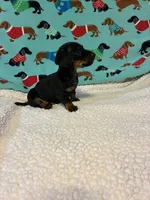 Neiko, a male Dachshund for sale in Hiram, GA – 3 of 8