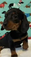 Teenie, a female Dachshund for sale in Hiram, GA – 8 of 8