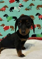 Teenie, a female Dachshund for sale in Hiram, GA – 3 of 8