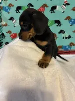 Candy, a female Dachshund for sale in Hiram, GA – 5 of 10