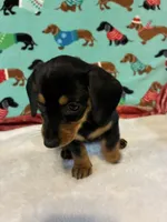 Candy, a female Miniature Dachshund for sale in Hiram, GA – 9 of 10