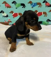 Heidi, a female Miniature Dachshund for sale in Hiram, GA – 6 of 7