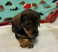 Willow, a female Miniature Dachshund for sale in Hiram, GA – 7 of 10
