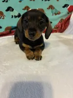 Willow, a female Dachshund for sale in Hiram, GA – 5 of 10