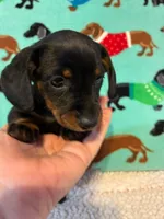 Penelope, a female Miniature Dachshund for sale in Hiram, GA – 3 of 10