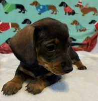 Willow, a female Miniature Dachshund for sale in Hiram, GA – 10 of 10