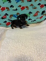 Neiko, a male Dachshund for sale in Hiram, GA – 4 of 8