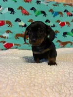 Penelope, a female Miniature Dachshund for sale in Hiram, GA – 6 of 10