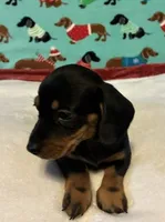 Tristan, a male Dachshund for sale in Hiram, GA – 4 of 6