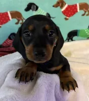 Timber, a male Miniature Dachshund for sale in Hiram, GA – 7 of 8