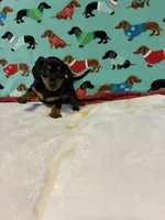 Candy, a female Dachshund for sale in Hiram, GA – 4 of 10