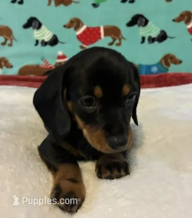 Tristan – Miniature Dachshund puppy for sale in Hiram, GA