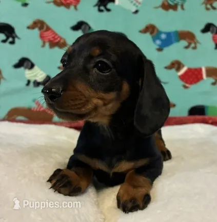 Teenie – Miniature Dachshund puppy for sale in Hiram, GA
