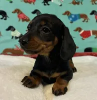 Teenie, a female Miniature Dachshund for sale in Hiram, GA – 1 of 8