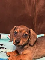 Smokey, a male Dachshund for sale in Hiram, GA – Photo 2 of 8
