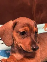 Smokey, a male Dachshund for sale in Hiram, GA – Photo 3 of 8