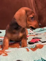 Smokey, a male Dachshund for sale in Hiram, GA – Photo 8 of 8