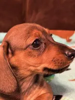 Smokey, a male Dachshund for sale in Hiram, GA – Photo 4 of 8