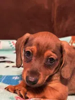 Smokey, a male Dachshund for sale in Hiram, GA – Photo 5 of 8