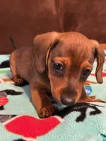 Smokey, a male Dachshund for sale in Hiram, GA – Photo 7 of 8