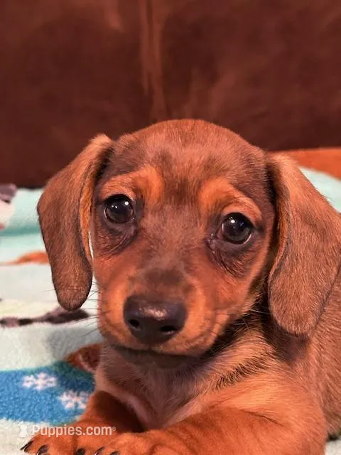 Smokey – Dachshund puppy for sale in Hiram, GA