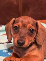 Smokey, a male Dachshund for sale in Hiram, GA – Photo 1 of 8